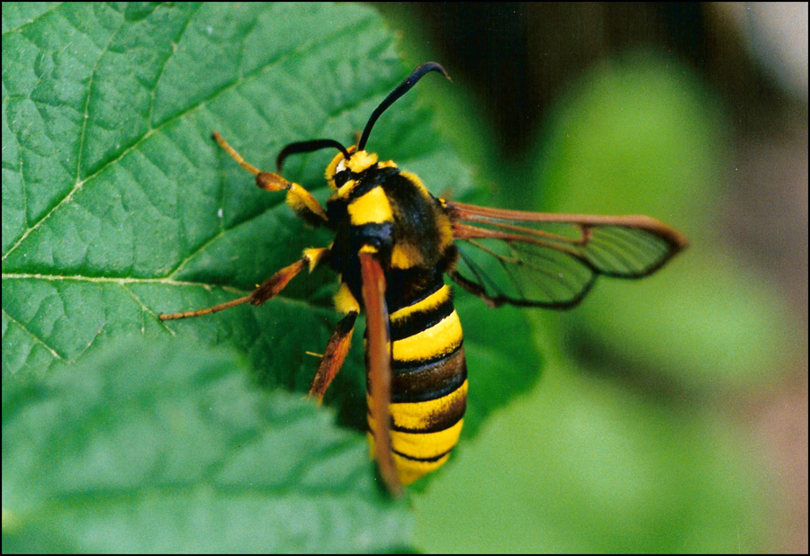 Sesia apiformis